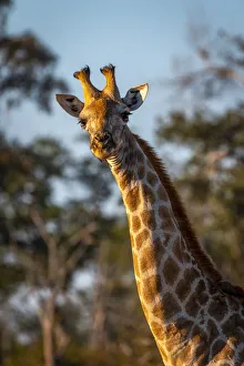 Images Dated 17th June 2021: Giraffe, Moremi Game Reserve, Okavango Delta, Botswana