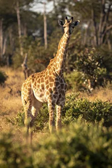 Images Dated 17th June 2021: Giraffe, Moremi Game Reserve, Okavango Delta, Botswana