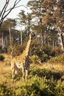 Images Dated 17th June 2021: Giraffe, Moremi Game Reserve, Okavango Delta, Botswana