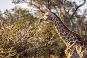 Images Dated 17th June 2021: Giraffe, Moremi Game Reserve, Okavango Delta, Botswana