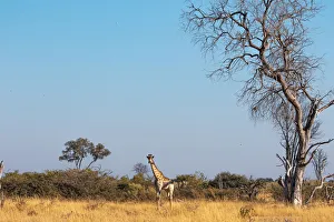 Images Dated 17th June 2021: Giraffe, Moremi Game Reserve, Okavango Delta, Botswana