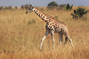 Uganda Prints: Giraffe, Murchison Falls Conservation Area