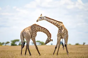 Giraffe, Nxai Pan National Park, Botswana