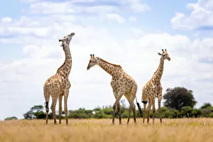 Images Dated 11th April 2022: Giraffe, Nxai Pan National Park, Botswana