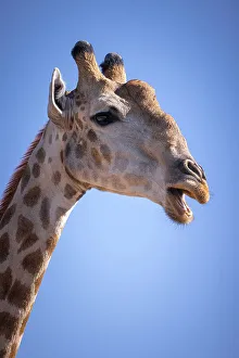 Giraffe, Okavango Delta, Botswana