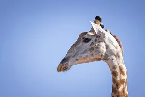 Giraffe, Okavango Delta, Botswana