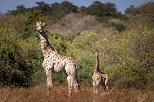 Giraffe, Okavango Delta, Botswana