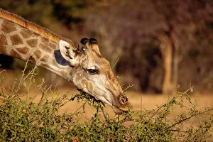 Images Dated 16th September 2022: Giraffe, Okavango Delta, Botswana