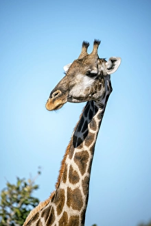 Botswana Prints: Giraffe, Okavango Delta, Botswana