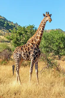 Big Five Prints: A Giraffe at Pilanesberg National Park, North West Province, South Africa