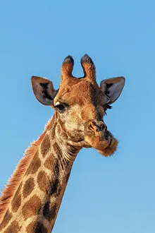 Big Five Prints: A Giraffe at Pilanesberg National Park, North West Province, South Africa