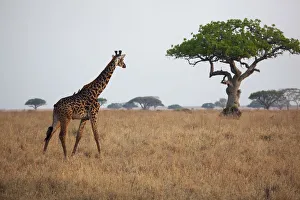 Acacia Tree Gallery: A giraffe on the Serengeti plains in Tanzania