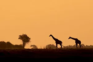 Dust Gallery: Giraffe silhouettes, Chobe River, Chobe National Park, Botswana