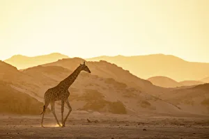 Giraffe, Skeleton Coast National Park, Namibia