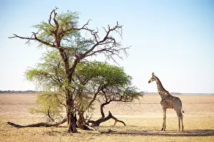 Mariental Prints: Giraffe and tree in wide open space, Bagatelle Kalahari Game Ranch, Mariental, Namibia