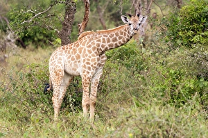 Giraffe Prints: Giraffe, Zimanga Private Game Reserve, Natal, South Africa