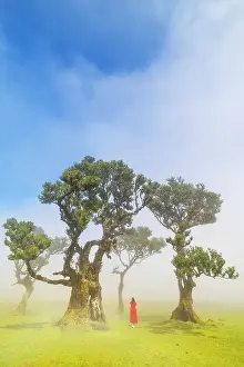 Girl Prints: A girl enjoys the beautiful view at Fanal Forest during a foggy spring day