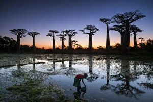 Group Gallery: Girl Gathering Water with Baobab Trees at Sunset (UNESCO World Heritage site), Madagascar