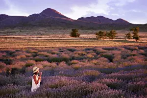 Violet Prints: A girl smelling flowers at dusk in a lavender field in Sierra de la Ventana, Argentina