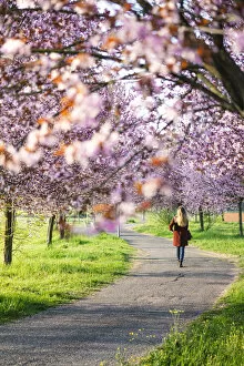 Images Dated 18th May 2021: A girl walking through some cherry trees in Modena, Emilia Romagna, Italy