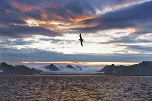 Sea Smoke Prints: Glacier impression at Isfjorden with fulmar - Svalbard, Spitsbergen, Isfjorden