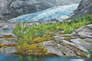 Glacier Lake Prints: Glacier tongue Nigardsbreen with birches - Norway, Sogn og Fjordane, Jostedalsbreen