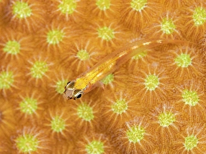 Tropical Fish Prints: Glass Goby (Coryphopterus hyalinus), Grand Cayman, Cayman Islands, British West Indies