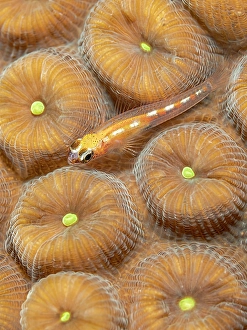 Tropical Fish Prints: Glass Goby (Coryphopterus hyalinus), Grand Cayman, Cayman Islands, British West Indies