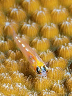 Tropical Fish Prints: Glass Goby (Coryphopterus hyalinus) on star coral