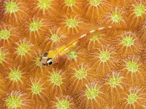 Sealife Prints: Glass Goby (Coryphopterus hyalinus) on Star Coral