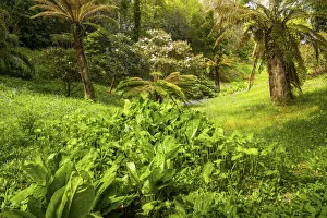 Tree Fern Prints: Glendurgan Gardens, Falmouth, Cornwall, England