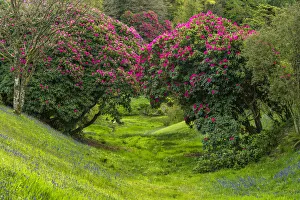 Rhododendron Prints: Glendurgan Gardens in Spring, Falmouth, Cornwall, England