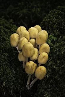Vertical Gallery: Glistening Ink Caps (Coprinus micaceus), New Forest National Park, Hampshire, England, UK