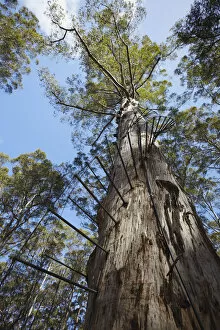 Western Australia Collection: The Gloucester tree in Gloucester National Park, Pemberton, Western Australia, Australia