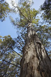Western Australia Collection: The Gloucester tree in Gloucester National Park, Pemberton, Western Australia, Australia