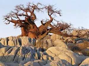 Images Dated 17th June 2009: A gnarled baobab tree grows among rocks at Kubu Island
