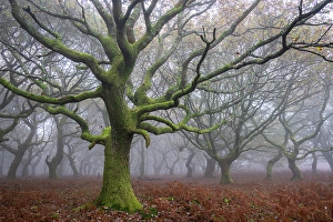 Wales Prints: Gnarled and twisted oak tree in a foggy woodland