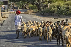 Goat Gallery: Goat herder, Rajasthan, India, Asia