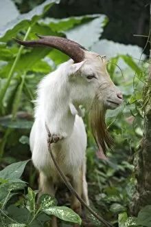 Goat Gallery: A goat in Sao Tome and Principe