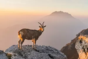 Goat Gallery: Goat at sunrise in the mountains of Due Mani mount. Valsassina, Lecco, Lombardy, Italy