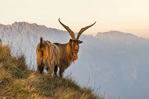 Goat Gallery: Goat at sunrise between the mountains of Due Mani peak. Valsassina, Lecco, Lombardy