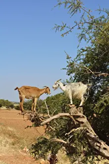 Essaouira Prints: Goats on an Argan tree. Argan oil has become a fashionable product in Europe and North