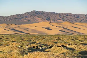 Gobi Desert Prints: Goats grazing with Khongor sand dunes and mountains in the background in Gobi Gurvan
