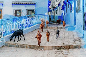 Chaouen Prints: goats on the streets of Chefchaouen, the Blue City in Morocco, North Africa