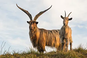 Goat Prints: Goats at sunrise at Due Mani mount. Valsassina, Lecco, Lombardy, Italy