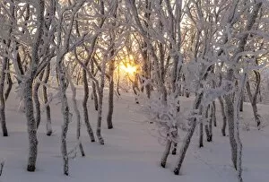Forests Collection: Gold sun between trees, Abisko, Kiruna, Sweden, Europe
