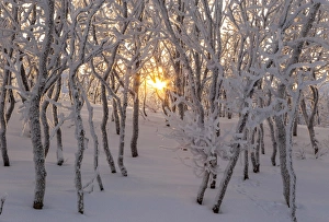 Abisko Gallery: Gold sun between trees, Abisko, Kiruna, Sweden, Europe