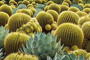 Images Dated 17th April 2018: Golden Barrel Cacti & Agave, Huntington Botanical Gardens, San Marino, California