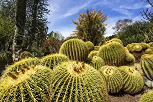 Images Dated 17th April 2018: Golden Barrel Cacti in Desert Garden, Huntington Botanical Gardens, San Marino, California