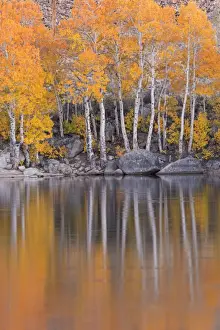 Bishop Prints: Golden coloured fall foliage and reflections on the shores of Intake 2 lake in the Eastern Sierras